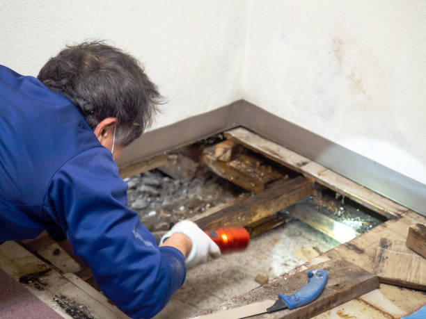 Best Residential Mold Removal  in Borden, IN