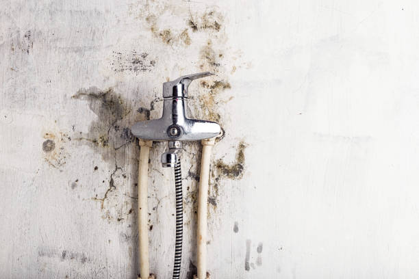 Best Local Mold Removal Service  in Borden, IN