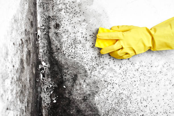 Reliable Borden, IN Mold Removal Solutions