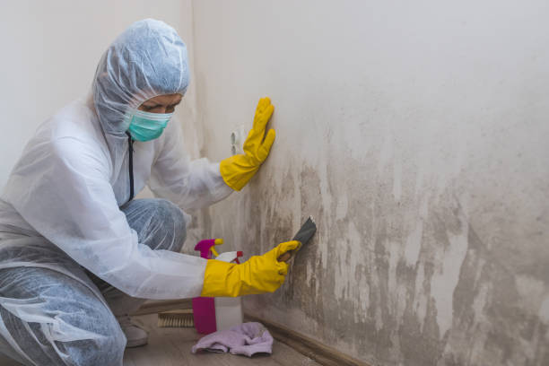 Best Mold Damage Repair  in Borden, IN