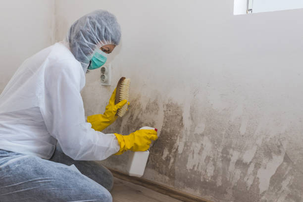 Best Professional Mold Removal  in Borden, IN