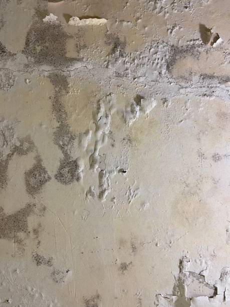 Best Toxic Mold Removal  in Borden, IN