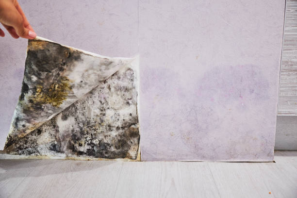 Best Home Mold Removal  in Borden, IN